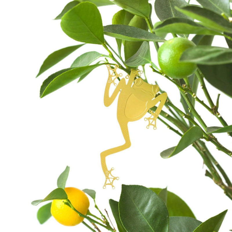 Plant Animals: Tree Frog - SpectrumStore SG