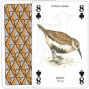 Sea & Coastal Birds - SpectrumStore SG