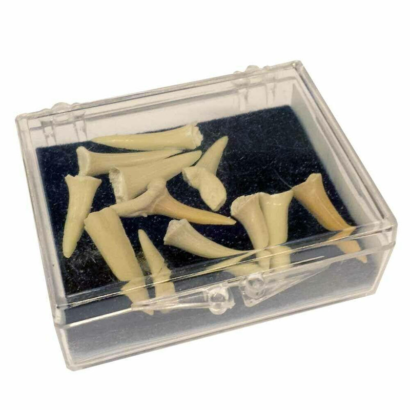 Sharks Teeth Hinged Box Pack - SpectrumStore SG