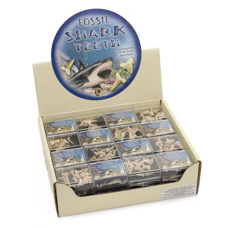 Sharks Teeth Hinged Box Pack - SpectrumStore SG