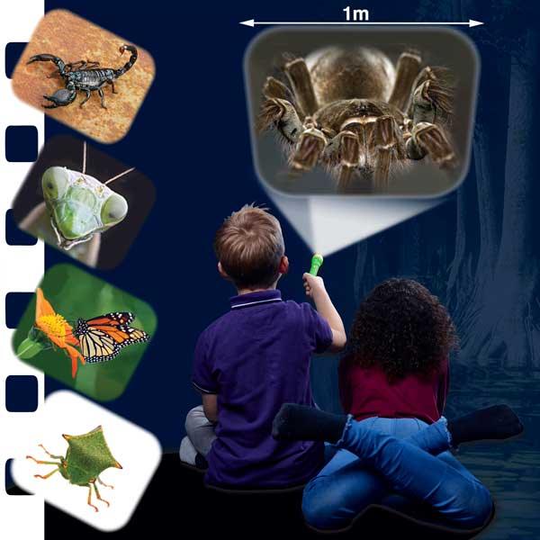 Torch & Projector: Creepy Crawly - SpectrumStore SG
