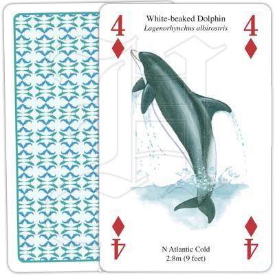 Whales & Dolphins - SpectrumStore SG
